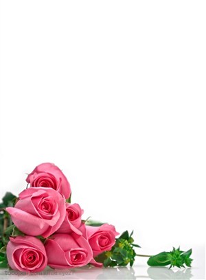 花卉物语-堆起的粉色玫瑰花