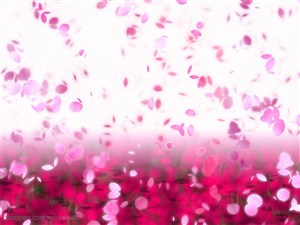 花卉物语-落下的粉色花瓣