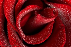 花卉物语-满是水珠的玫瑰花