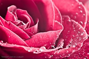 花卉物语-满是水珠的玫瑰