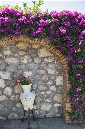 欧洲园林景观紫色花朵花卉花圃石墙