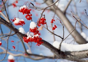 冰天雪地-被雪覆盖着的枝条上挂着红色果子