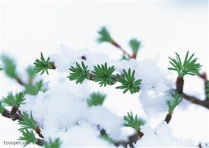 冰天雪地-积雪中的树枝露出嫩芽