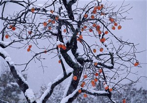 冰天雪地-挂满柿子树上的雪花