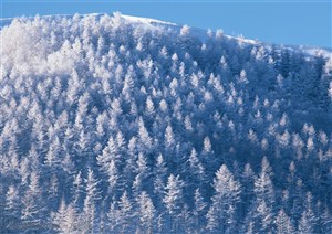 冰天雪地-山坡上的树木覆盖着雪花