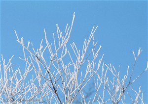 冰天雪地-树林里的树木银装素裹