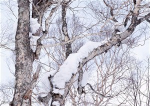 冰天雪地-树林里的树木挂满雪花
