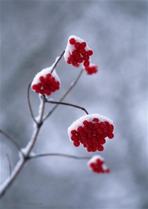 冰天雪地-树木的果子上积压着雪花