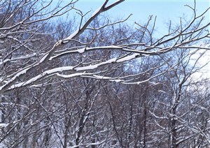 冰天雪地-树林里枝条上积压的雪花特写