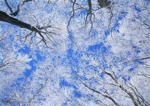 冰天雪地-透过挂满雪花的树木仰望蓝天