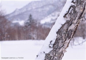 冰天雪地-斜着的一颗松树树杆上挂满雪花