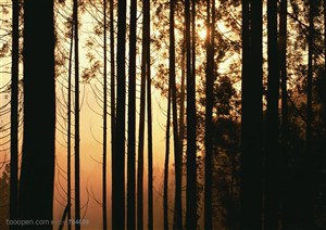树木树叶-透过树林眺望清晨的太阳