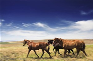 奔腾骏马-蓝天下奔跑的三匹骏马