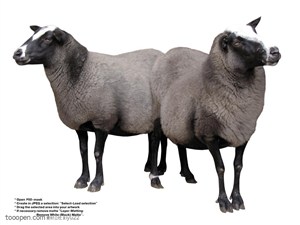 家禽家畜-两只可爱的绵羊
