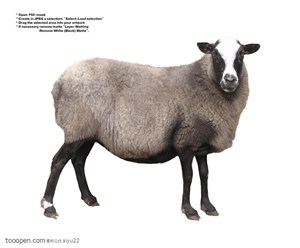 家禽家畜-可爱的灰色绵羊