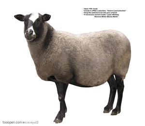 家禽家畜-张望的可爱绵羊