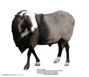 家禽家畜-可爱的绵羊