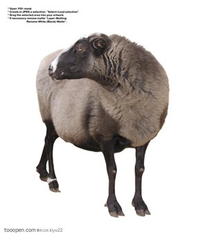 家禽家畜-歪头的可爱绵羊
