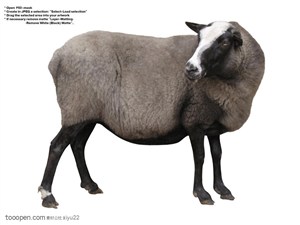 家禽家畜-歪着头的绵羊侧面