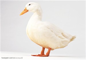 家禽家畜-雪白的鸭子