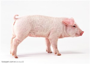 家禽家畜-粉色的小猪侧面