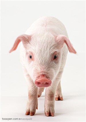 家禽家畜-粉嫩的猪正面