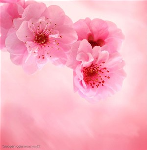 花卉物语-漂亮的粉色梅花