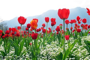 花卉物语-漂亮的红色郁金香