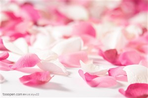 花卉物语-散落的粉色花瓣