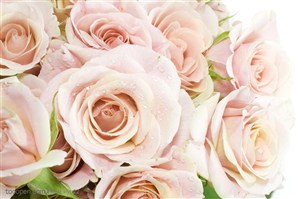 花卉物语-浅粉色的玫瑰花