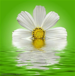 花卉物语-水面上的白色太阳花