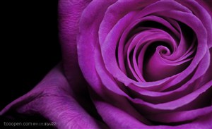 花卉物语-漂亮的紫色玫瑰花