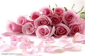 花卉物语-一束粉色的玫瑰花