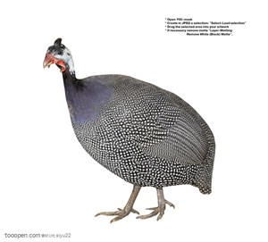 家禽家畜-灰色羽毛的珍珠鸡