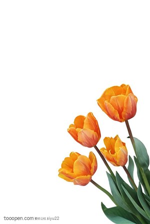 花卉物语-斜放的黄色郁金香