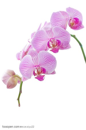 花卉物语-弯曲的粉色蝴蝶花