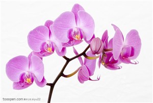 花卉物语-一束粉色的蝴蝶兰花