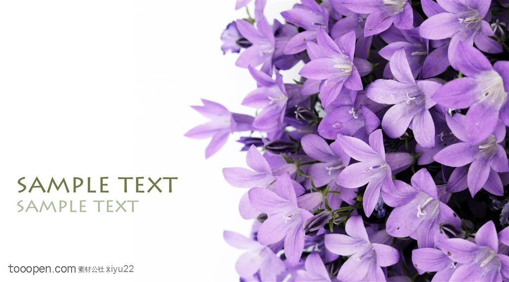 花卉物语-一束紫色牡丹花