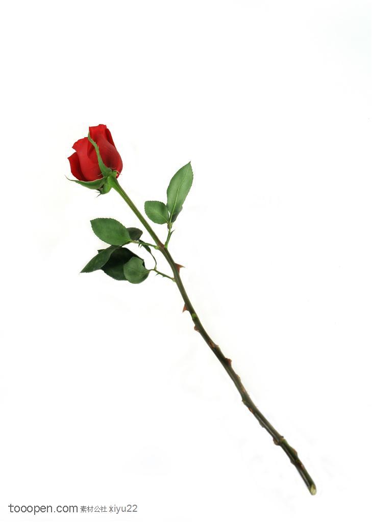 花卉物语-一枝红色的玫瑰花