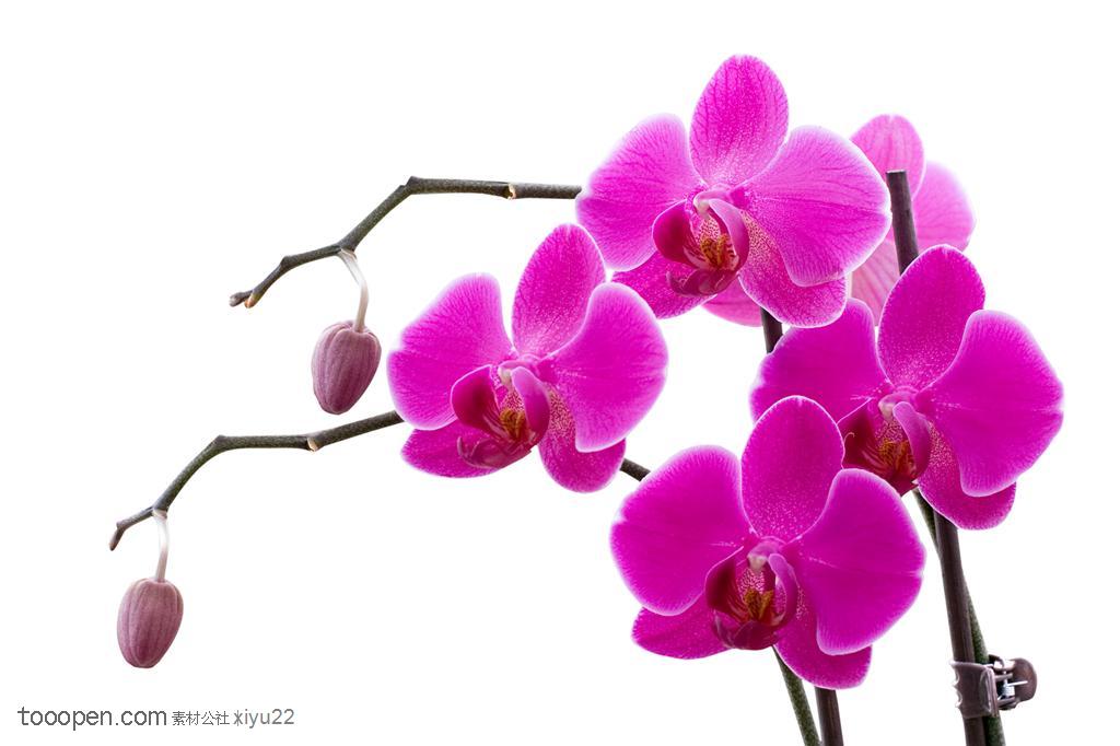 花卉物语-紫色的蝴蝶兰花