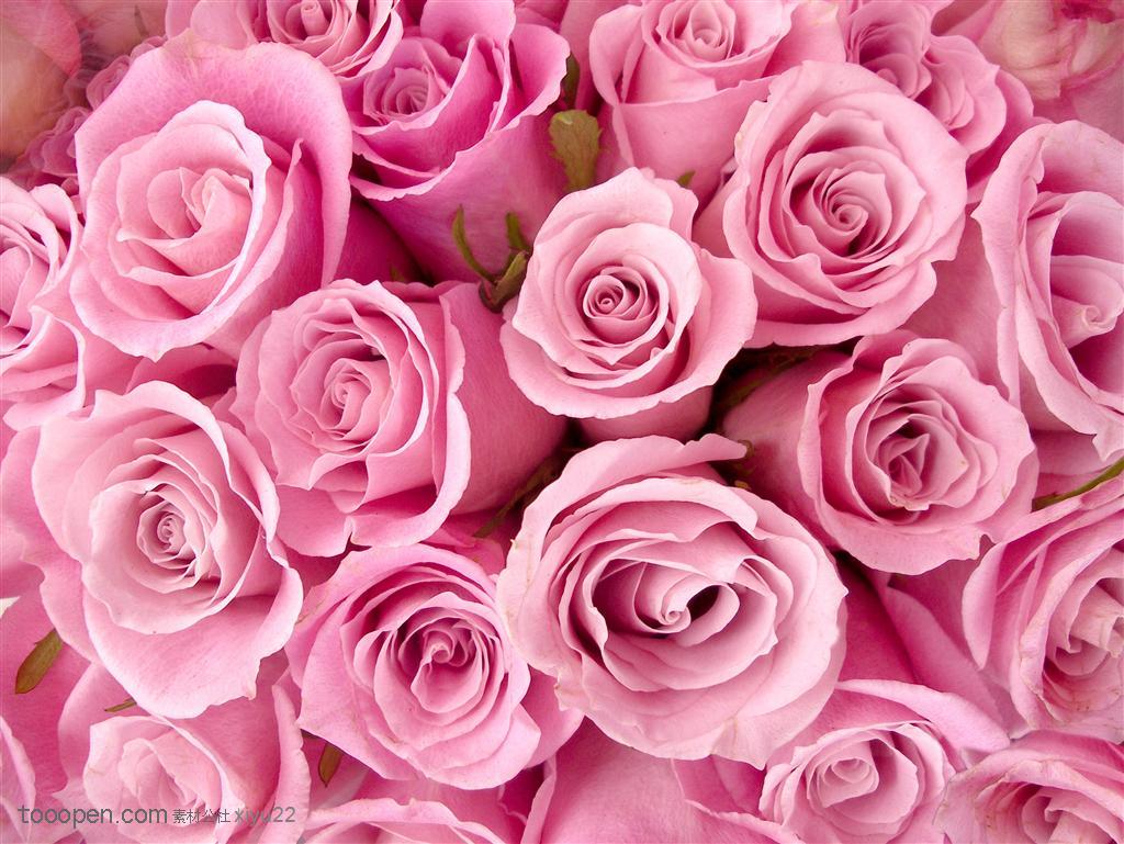 花卉物语-整齐的粉色玫瑰花情人节元素