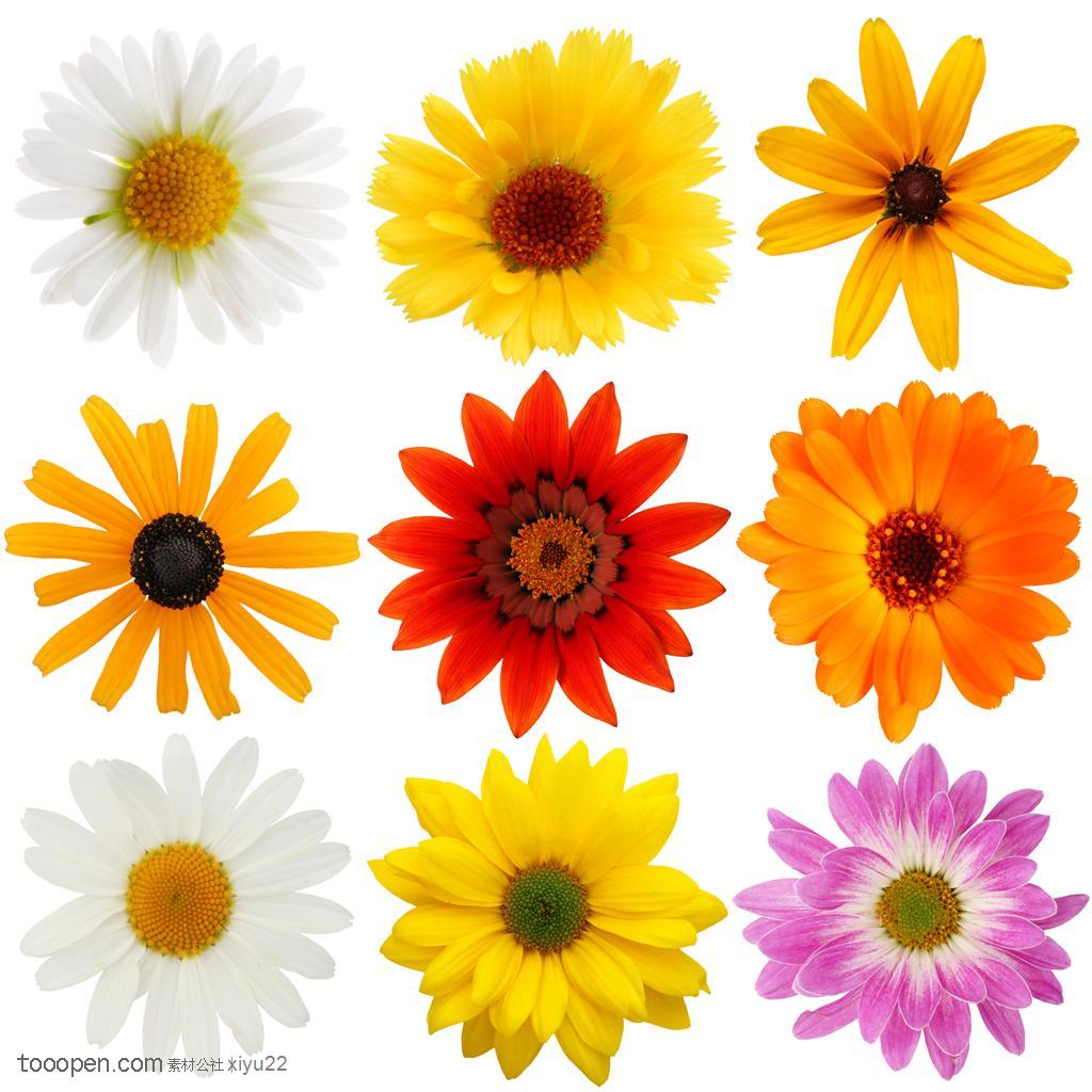 花卉物语-整齐的太阳花