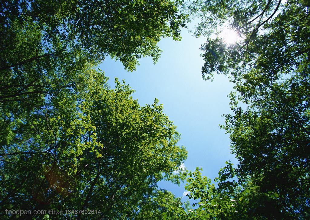 树木树叶-穿过树梢仰望蓝天白云