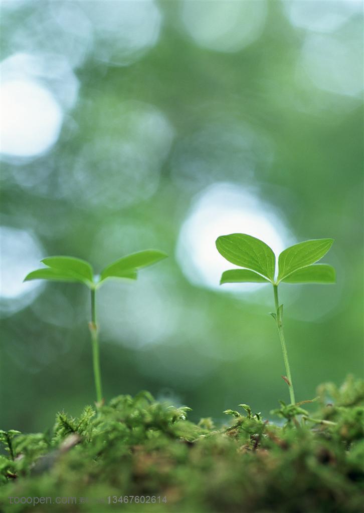 仰视苔藓上生长的四叶草