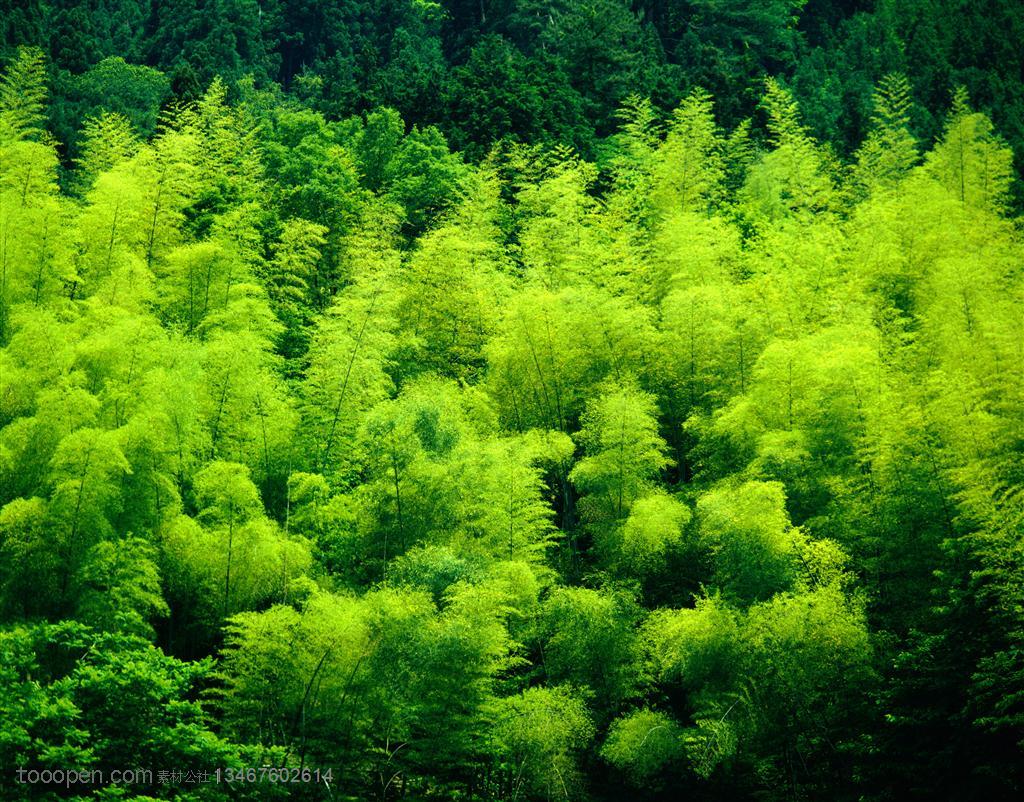 竹林风景- 翠绿的嫩竹林