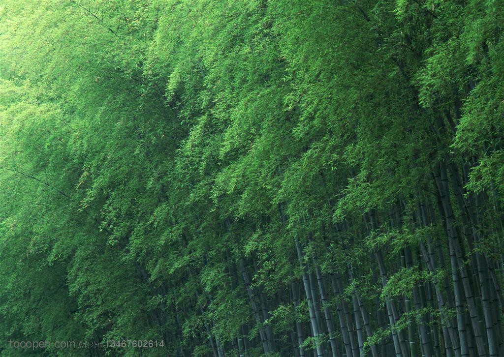 竹林风景- 翠绿的竹叶特写