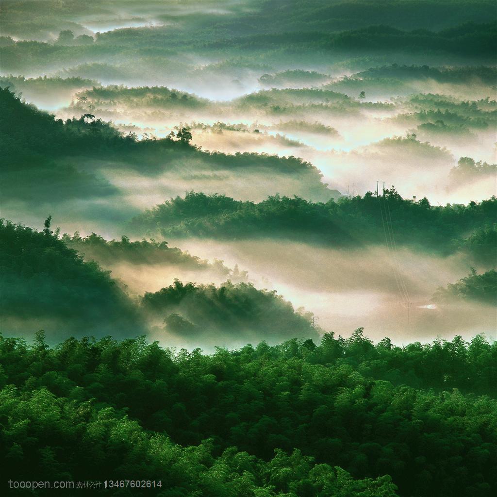 竹林自然风景- 迷雾中的竹海 第1页