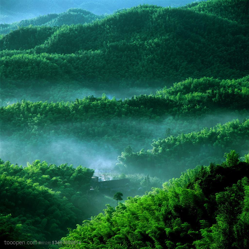 烟雾中的竹林 自然风景