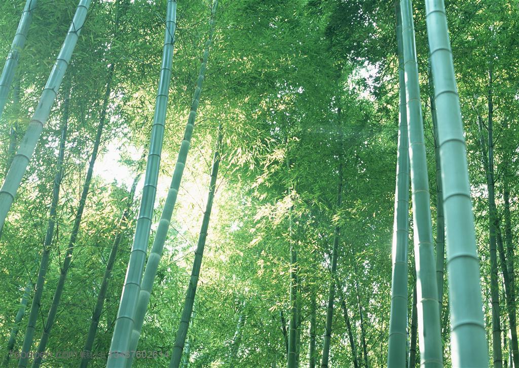 竹林风景- 阳光照耀着竹林