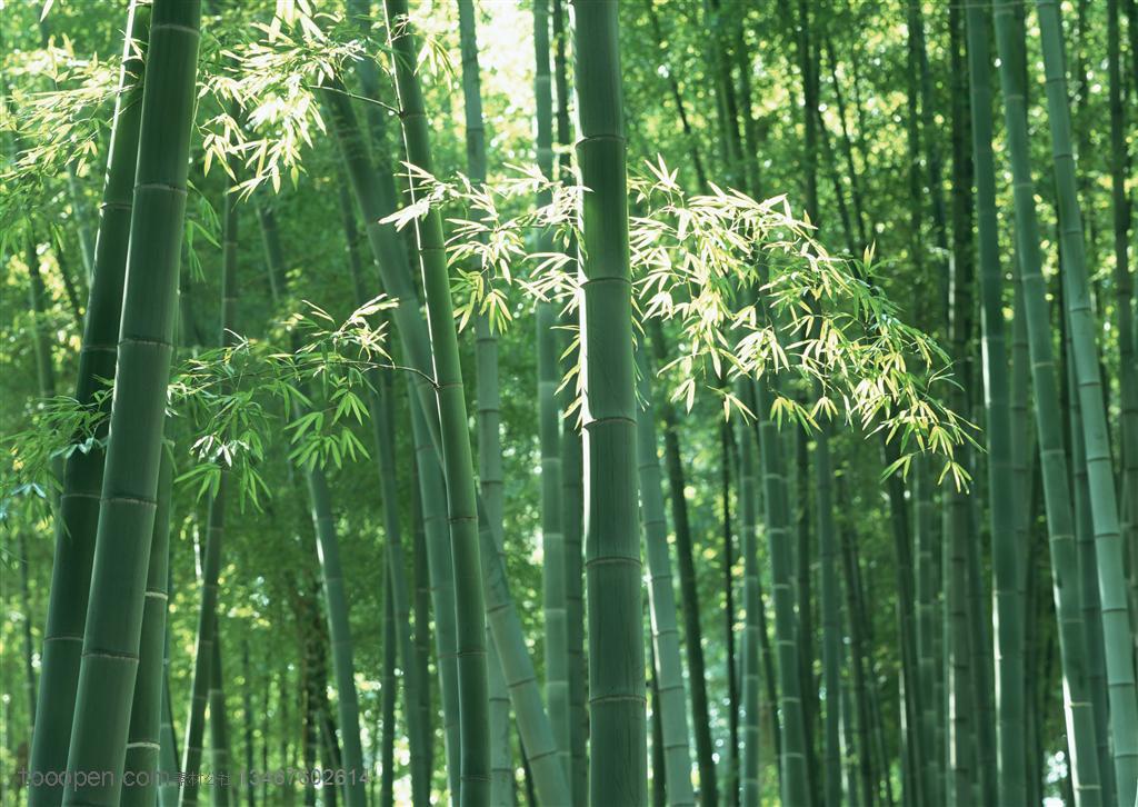 竹林自然风景- 一片嫩绿的竹林